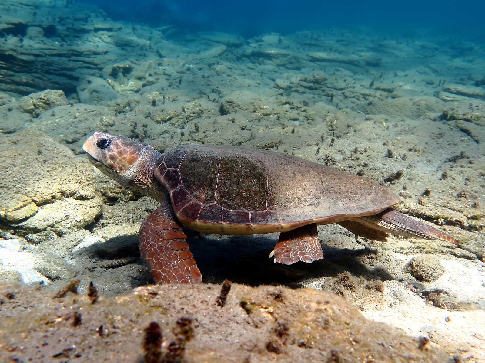 Caretta caretta (Linnaeus, 1758)